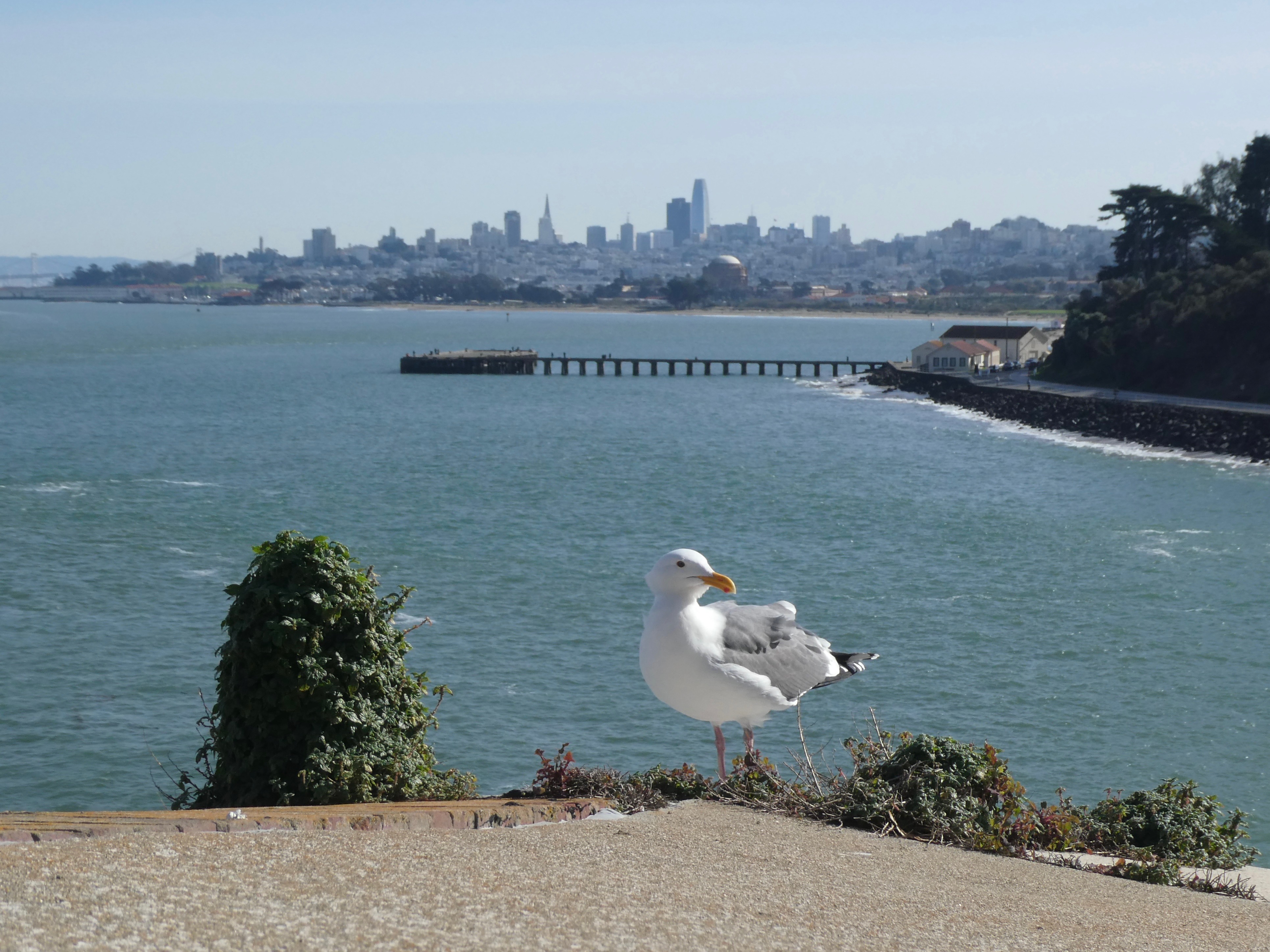 Western Gull with SF skyline behind